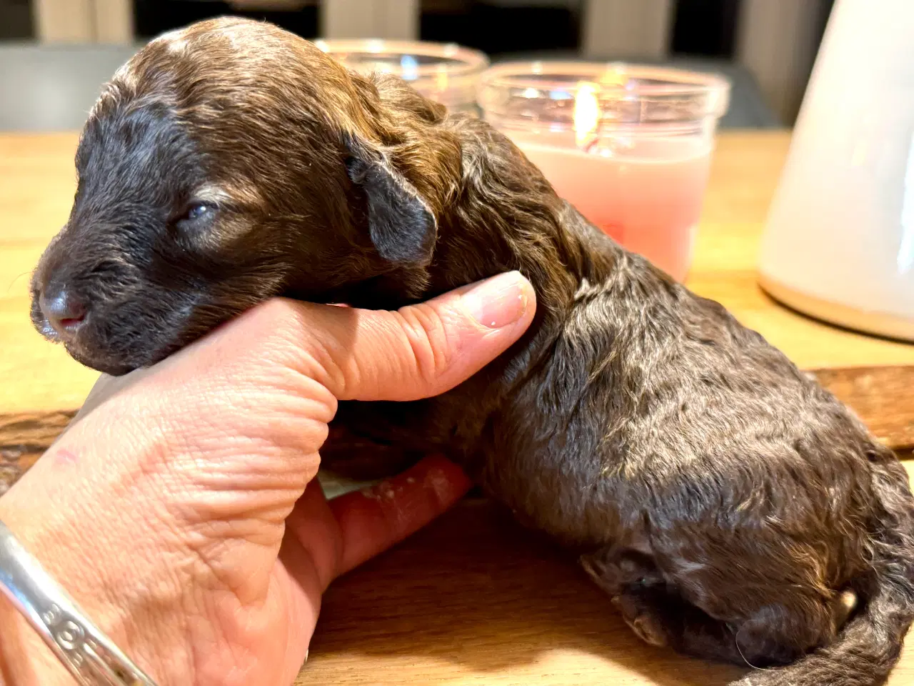 Billede 7 - Allergivenlig puddel hvalpe til juleferien