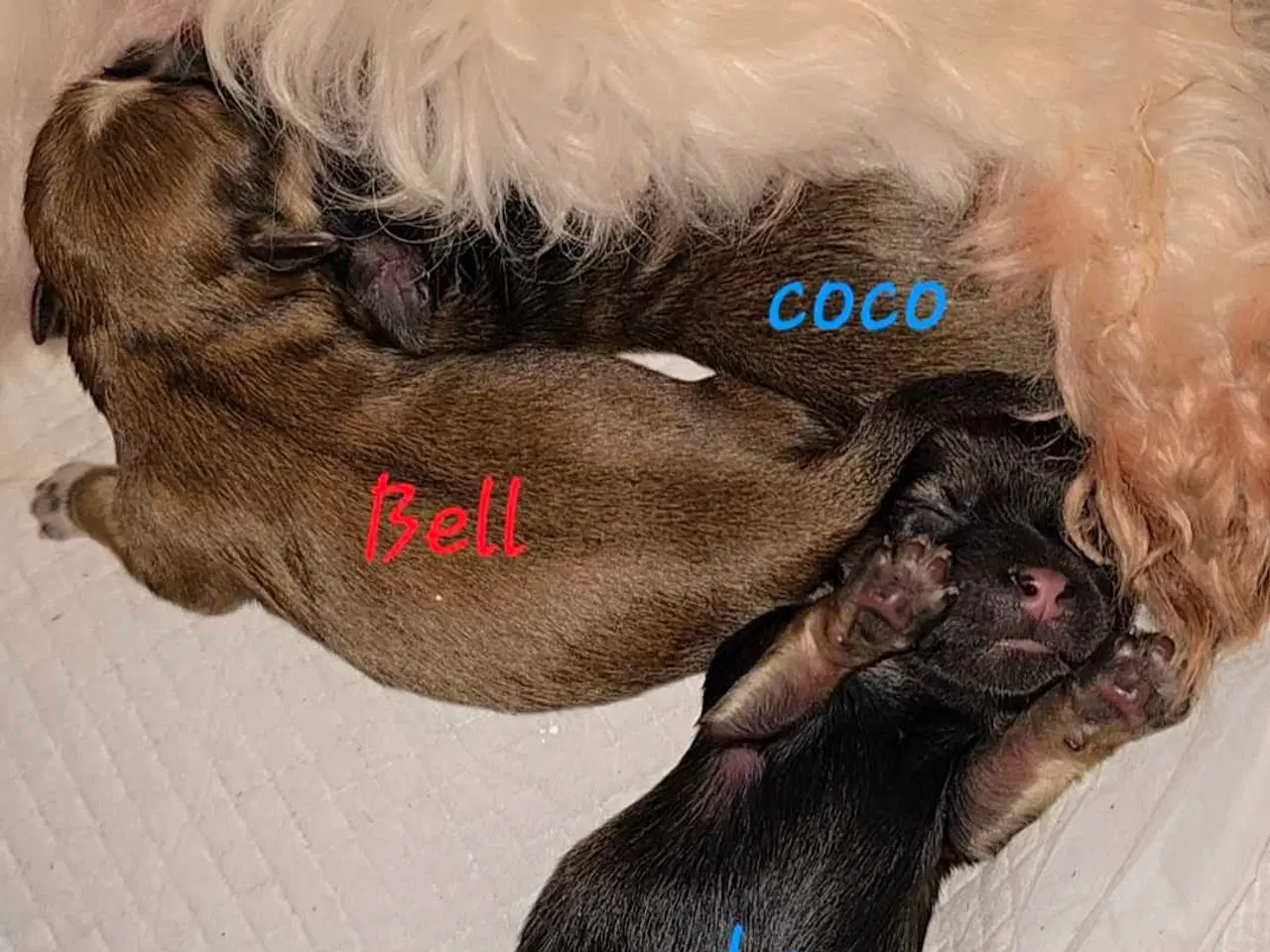 Billede 1 - Shih tzu 