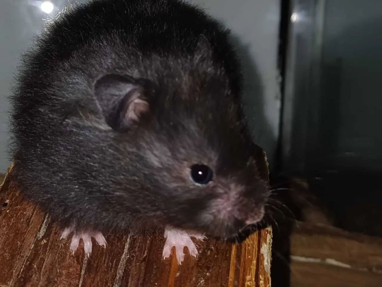 Billede 9 - Guldhamster unger