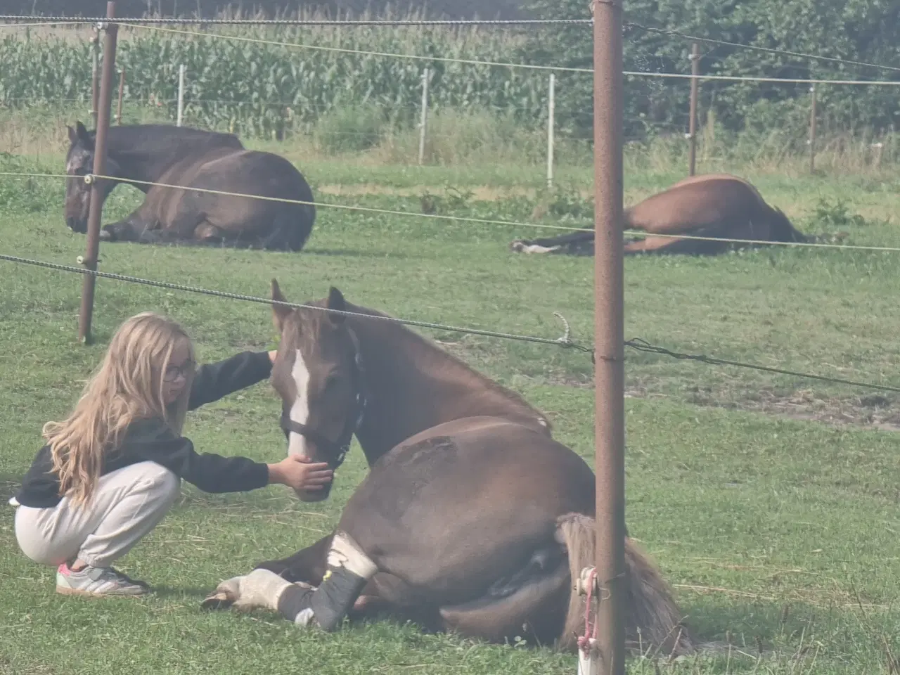 Billede 4 - Welsh pony 