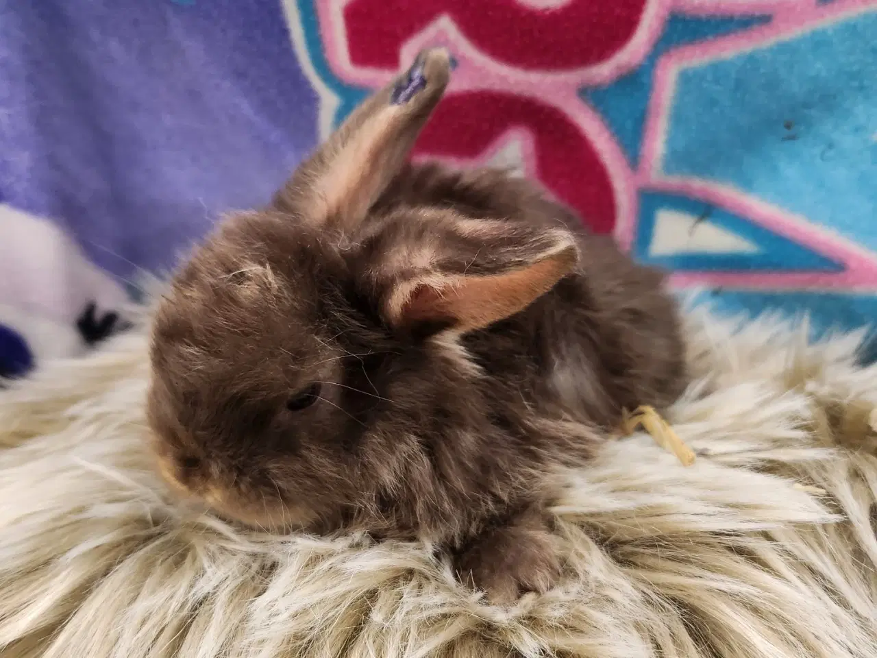 Billede 2 - Minilop kaninunger 
