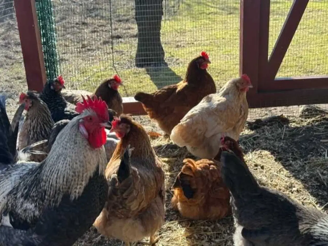 Billede 1 - Kyllinger