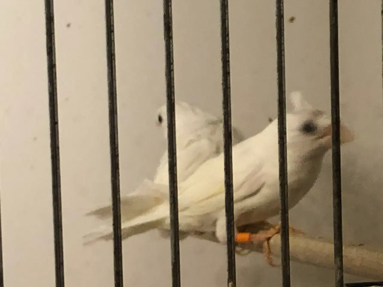 Billede 2 - hvide mågefinker