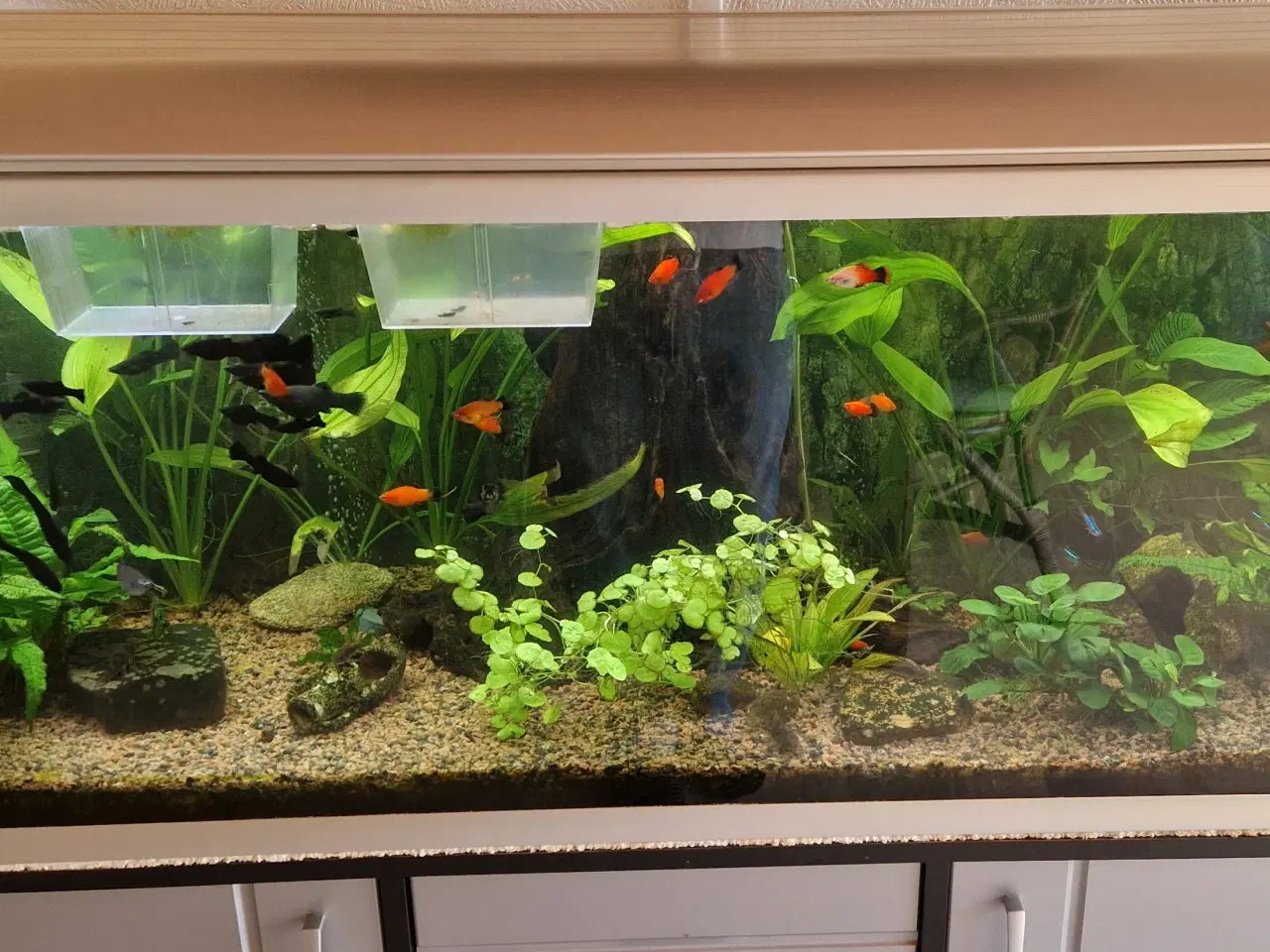 Billede 1 - Akvastabil 325 akvarie komplet med original bord