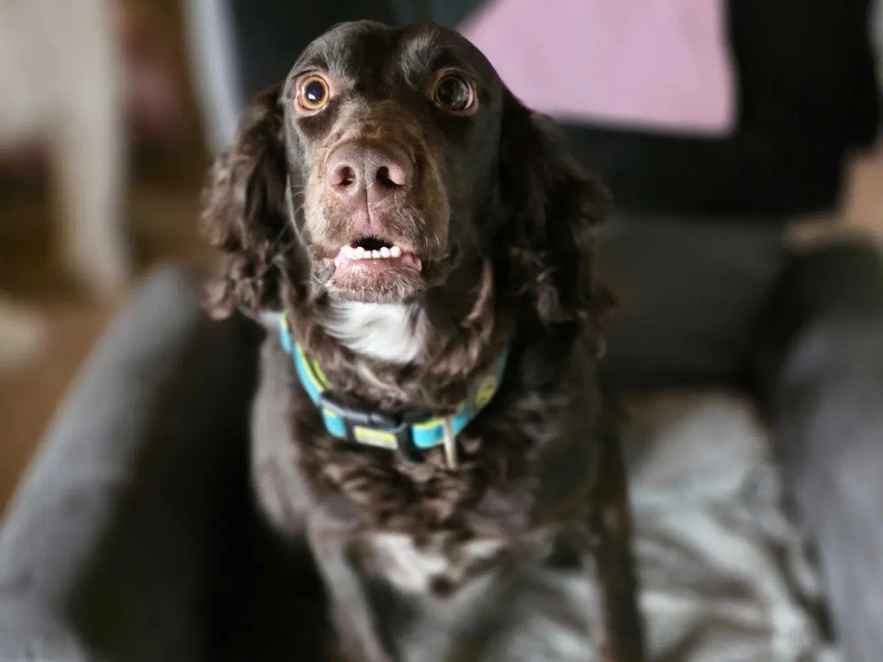 Billede 2 - Cooker blanding 