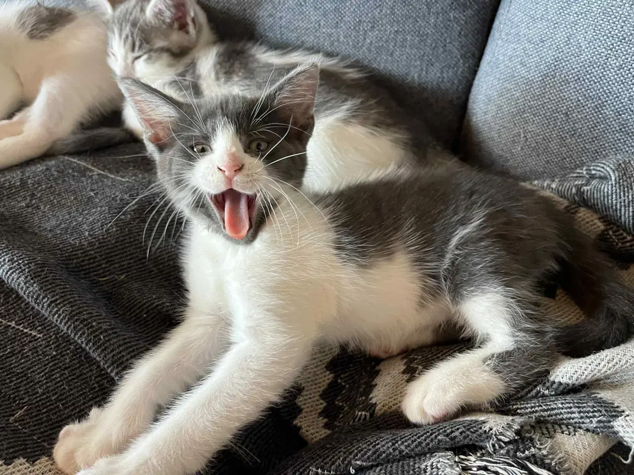 Billede 1 - Hunkilling, hvor mor er Maine Coon