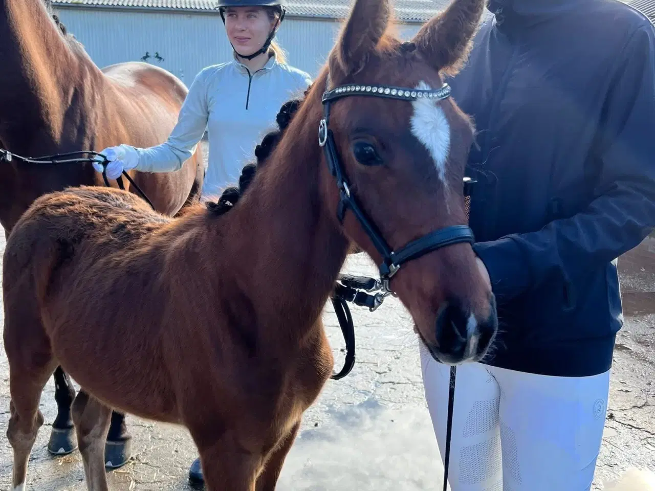 Billede 2 - ✨ Smuk unghoppe med topafstamning ✨ 