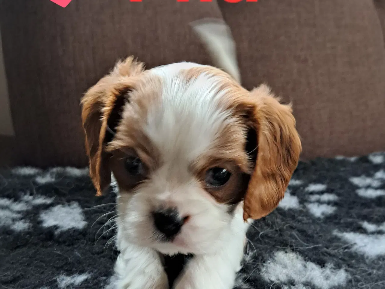 Billede 1 - Julegave - Cavalier King Charles Spaniel hvalpe