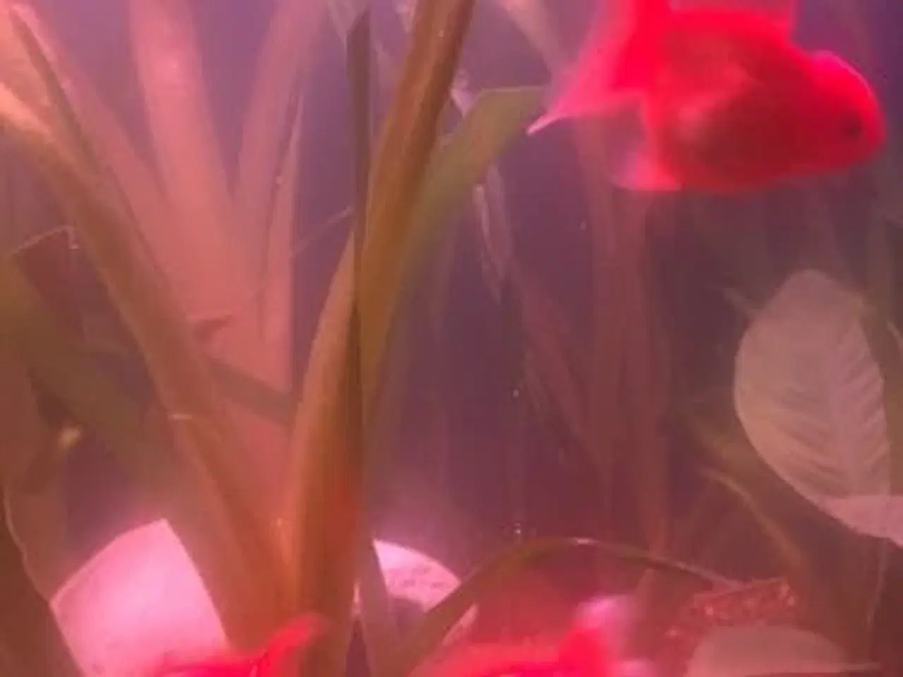 Billede 2 - Store flotte slørhaler 