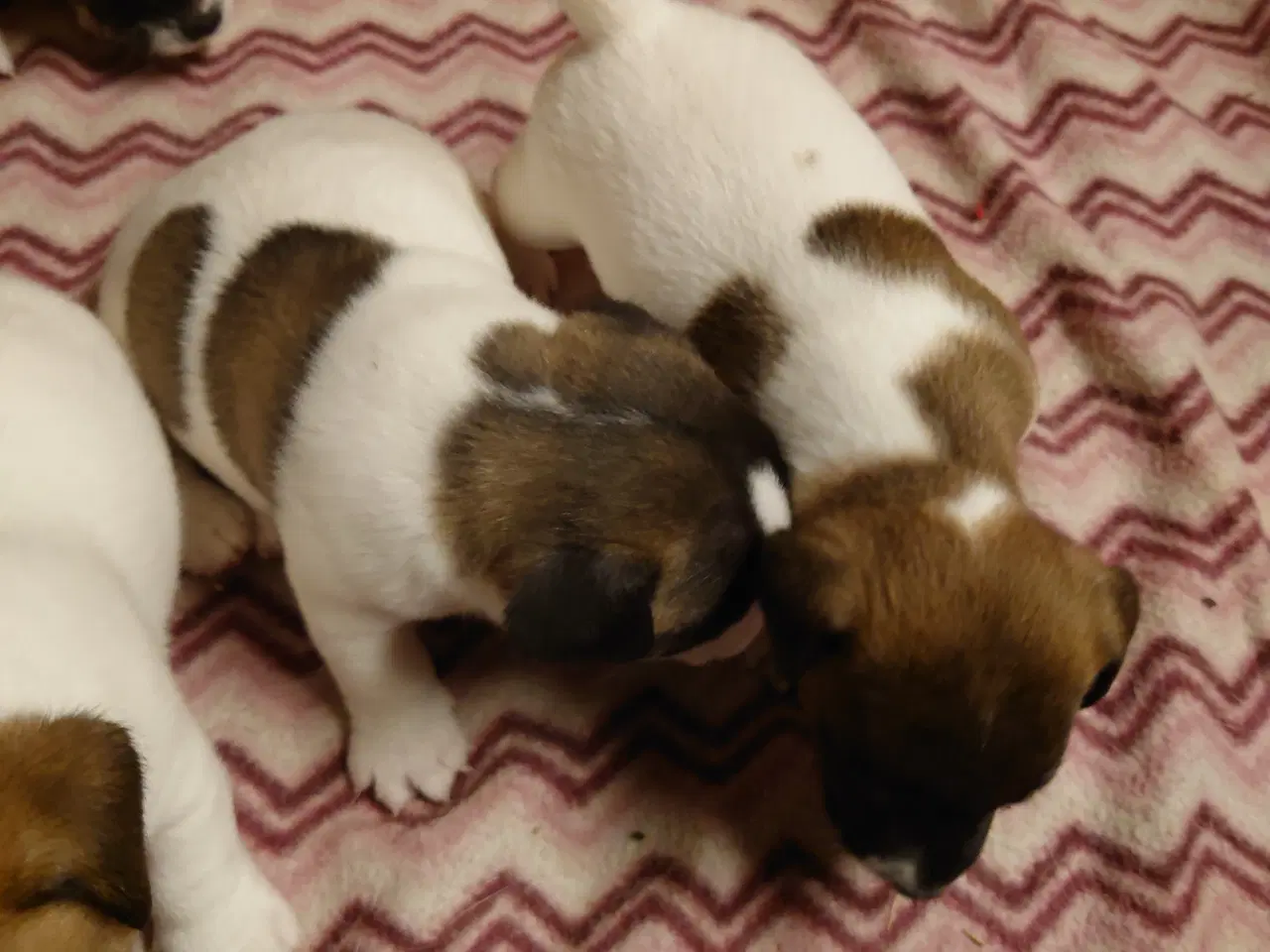 Billede 6 - Jack Russel hvalpe (lavbenet type)