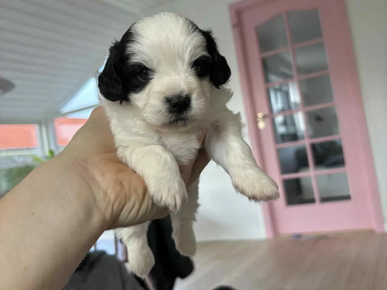 Billede 8 - Malteser blanding lille hund.