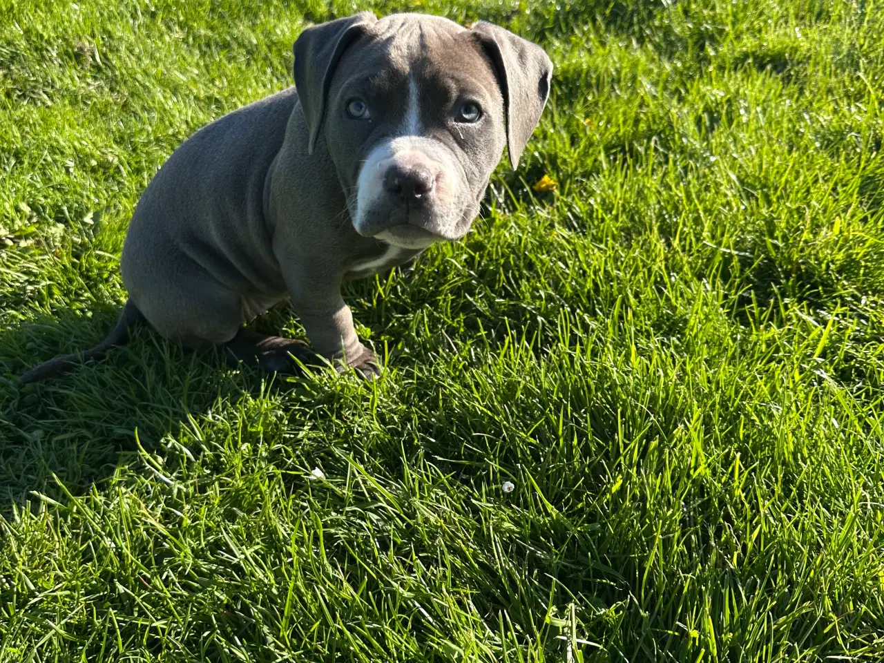 Billede 6 - American bully pocket 