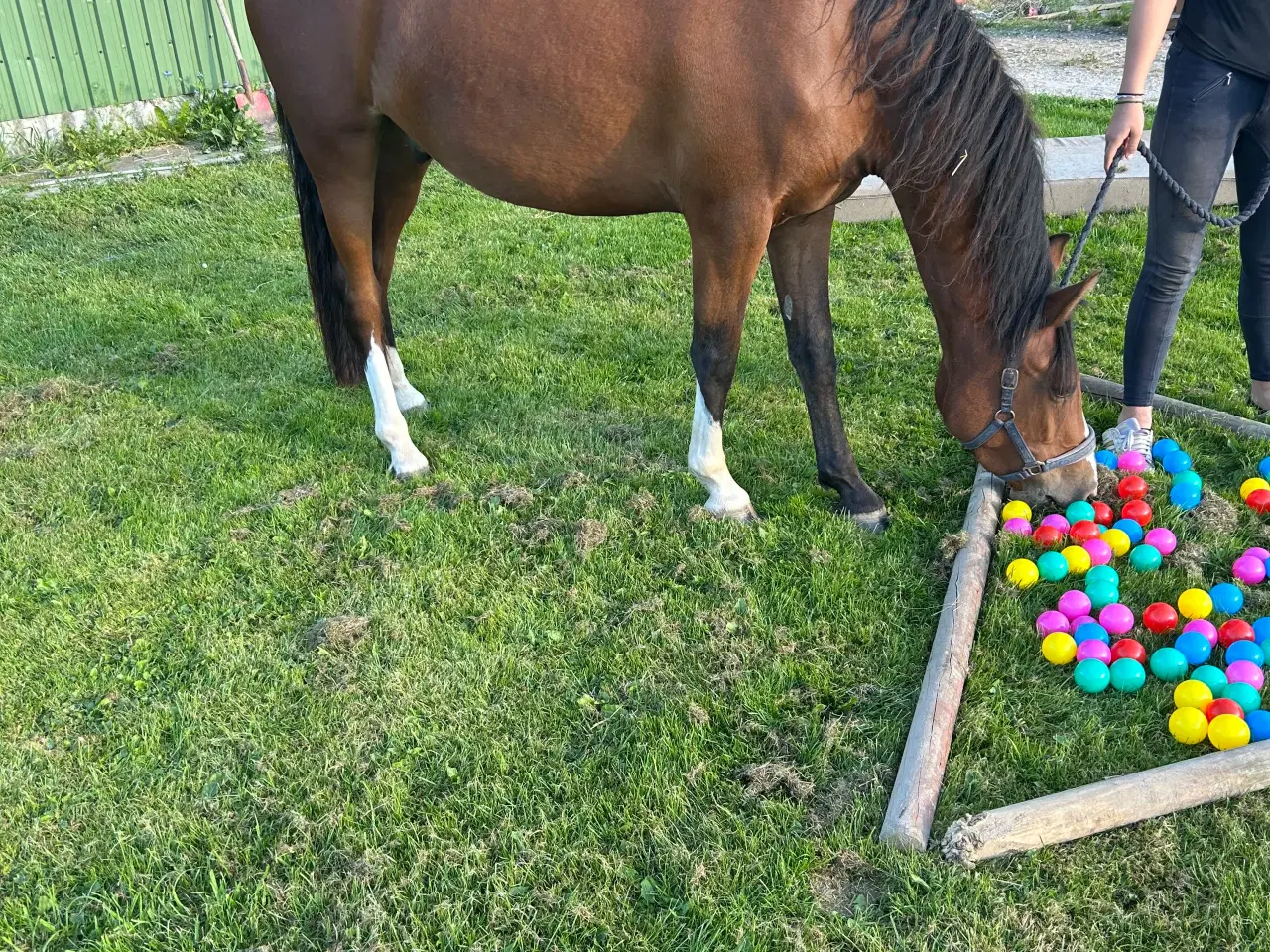 Billede 5 - Fantastisk welsh pony