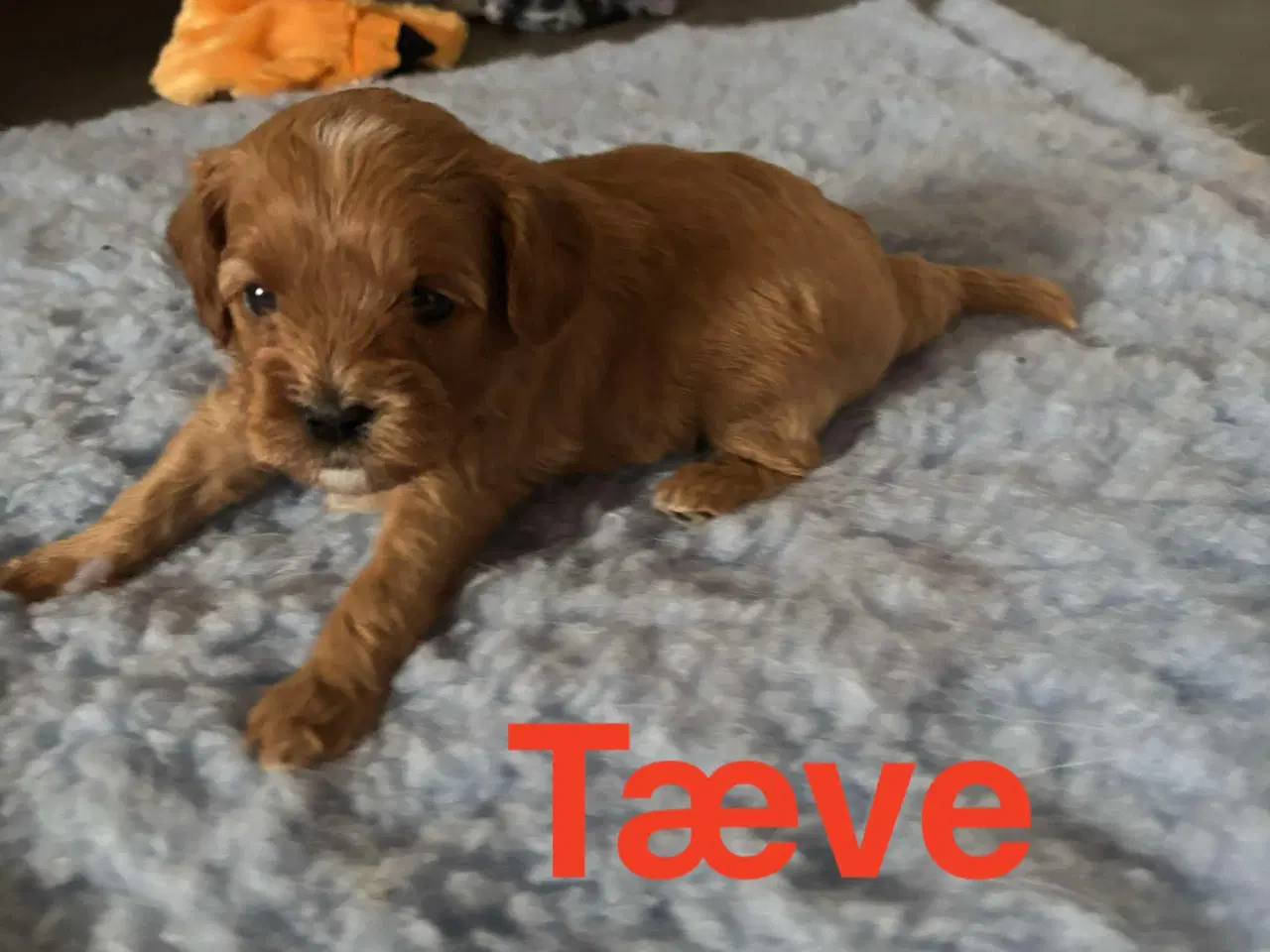 Billede 1 - F1 Cavapoo hvalpe 