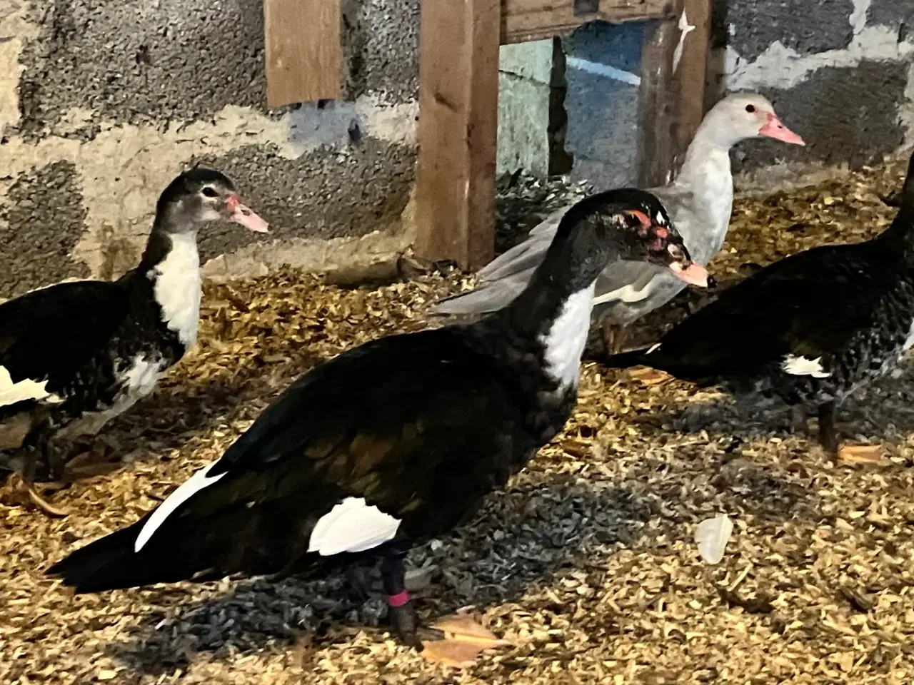 Billede 2 - Ænder, Andrik med to ænder. Fra 2026