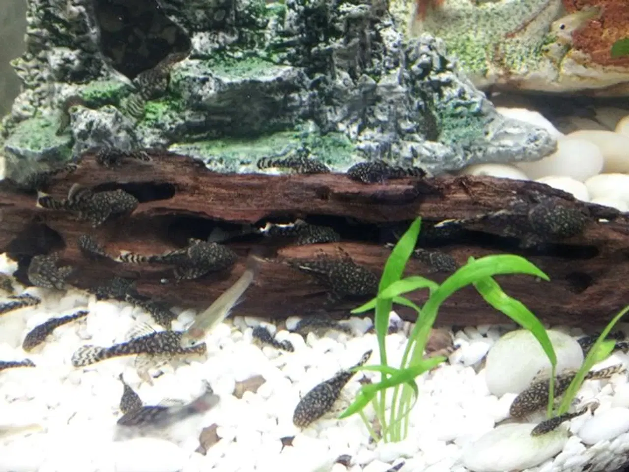 Billede 2 - Sugemaller sælges