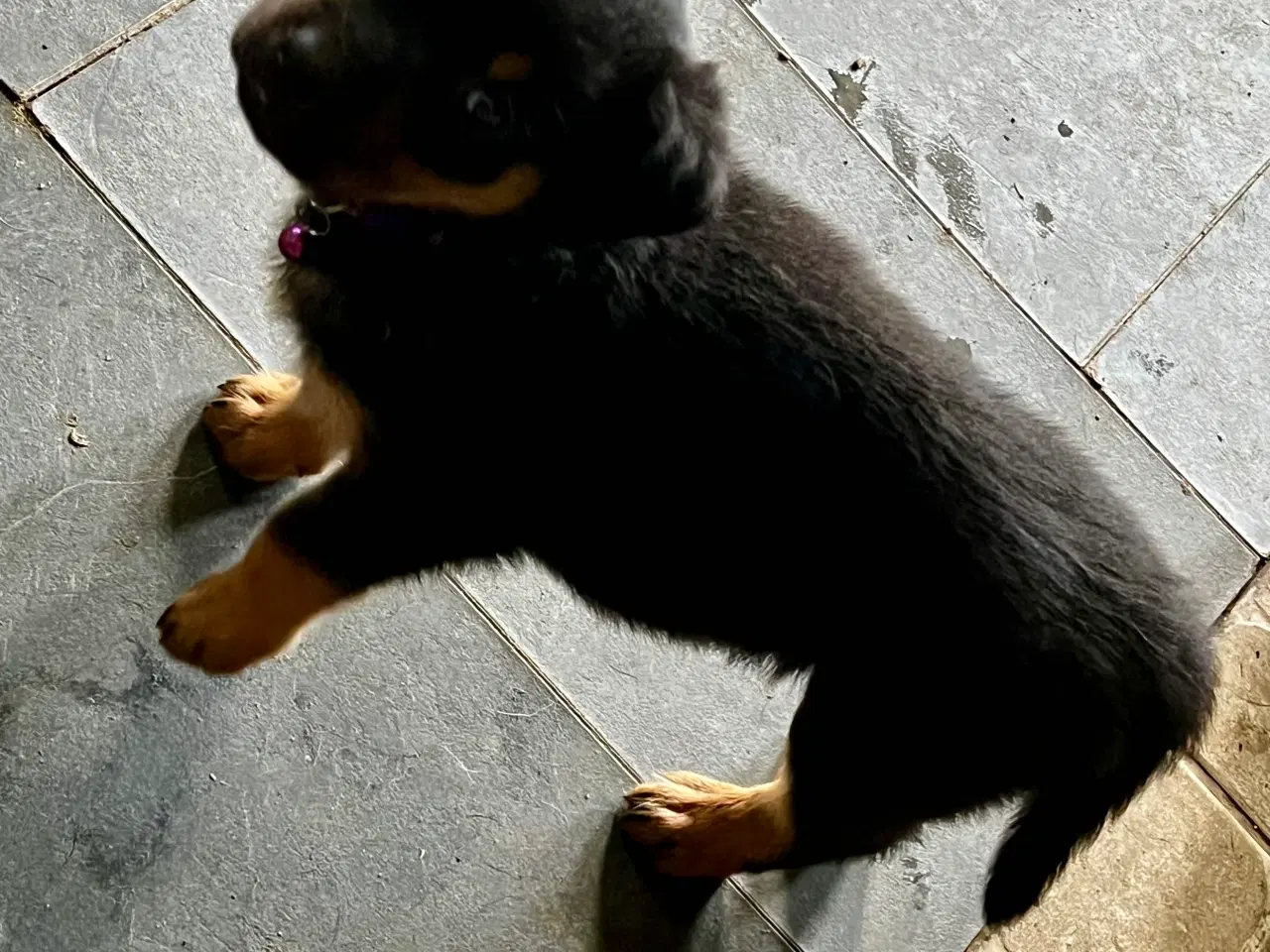 Billede 11 - Rottweiler hvalpe må rejse 20 Juni 2025