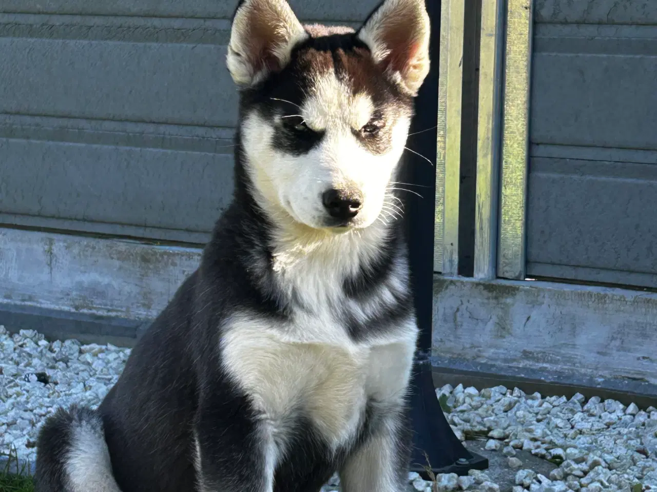 Billede 16 - Din nye husky ven venter på dig