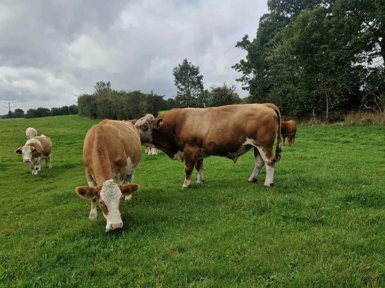Billede 2 - Simmentaler tyre 