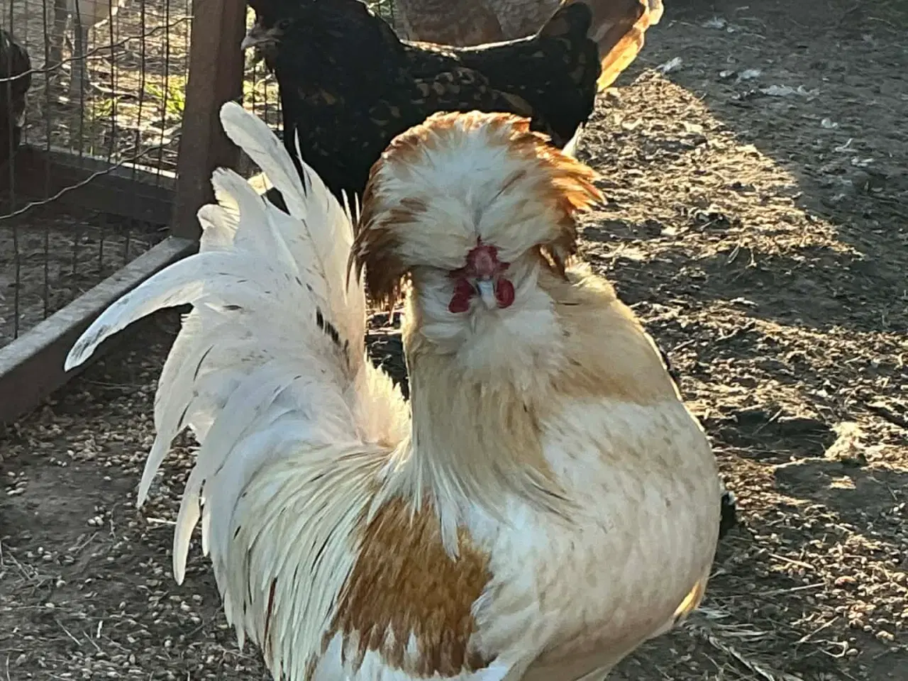 Billede 3 - EKSTREMT PRODUKTIVE - Rugeæg fra dværghøns