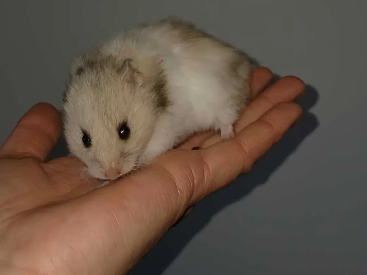 Billede 18 - Guldhamster unger