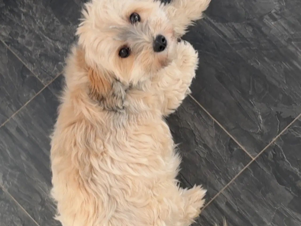 Billede 8 - Bichon havanais hvalpe sælges