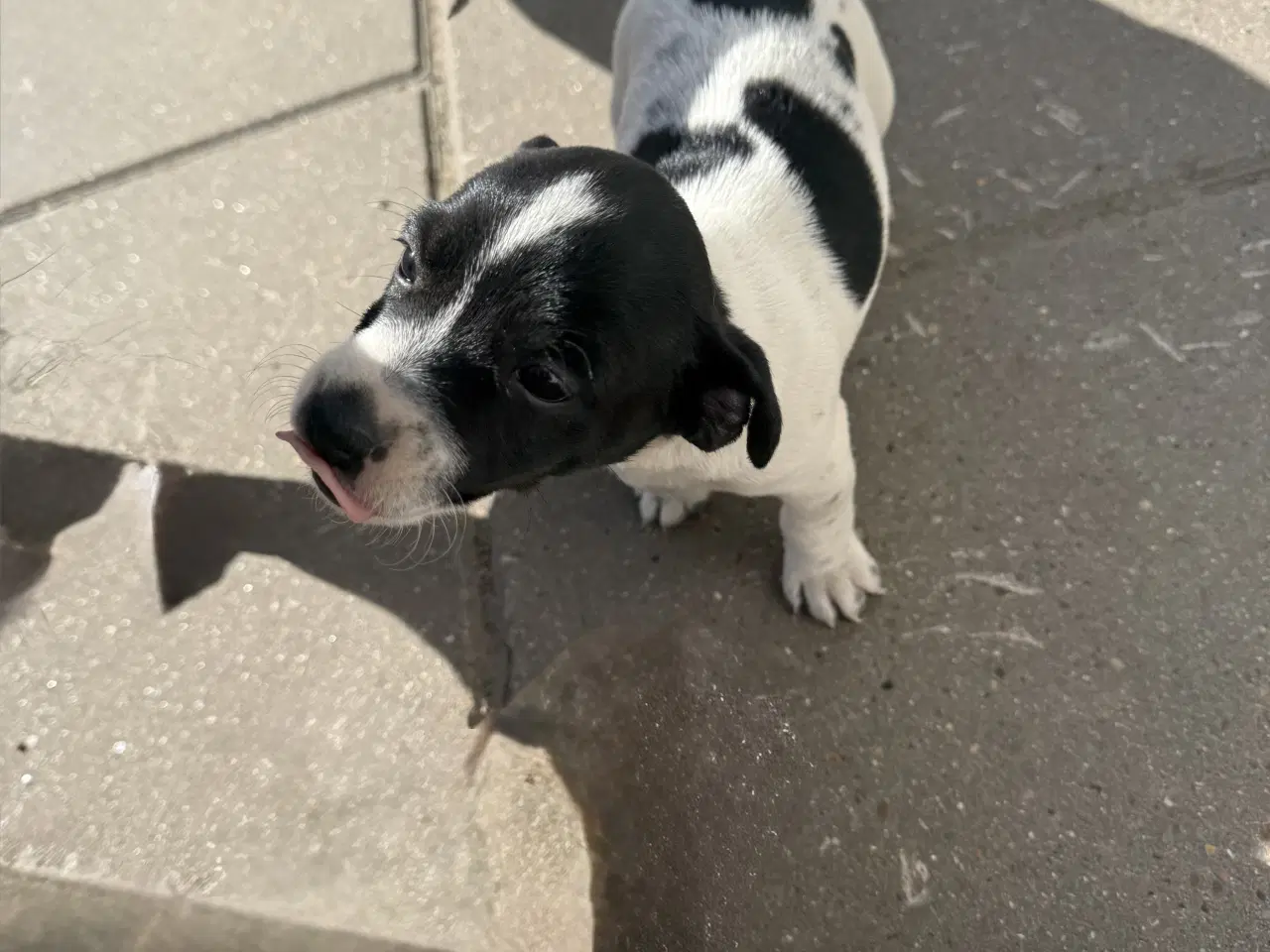 Billede 4 - Dansk svensk/jack Russel blandinger 