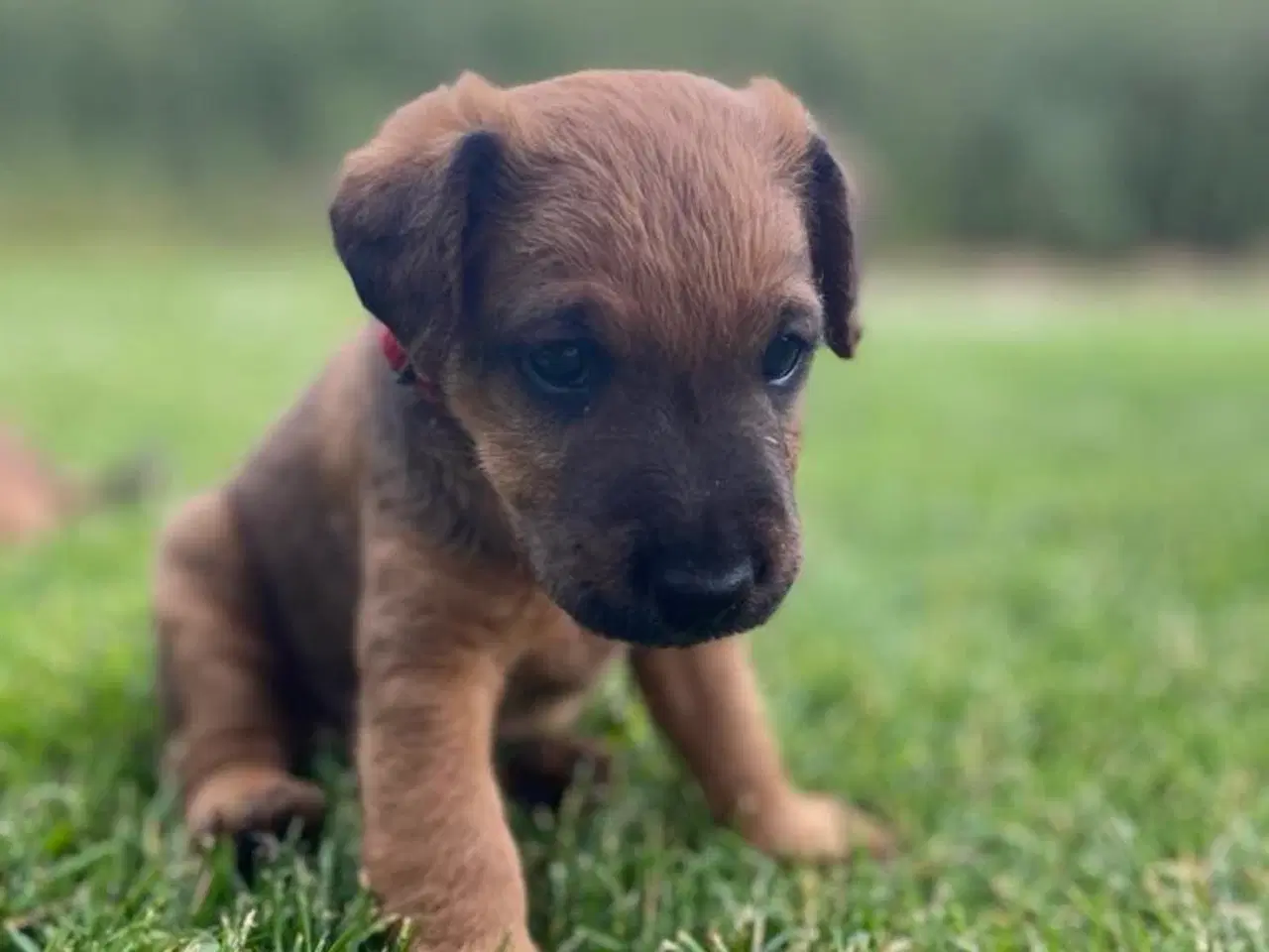 Billede 8 - Westfalen terrier kryds. 