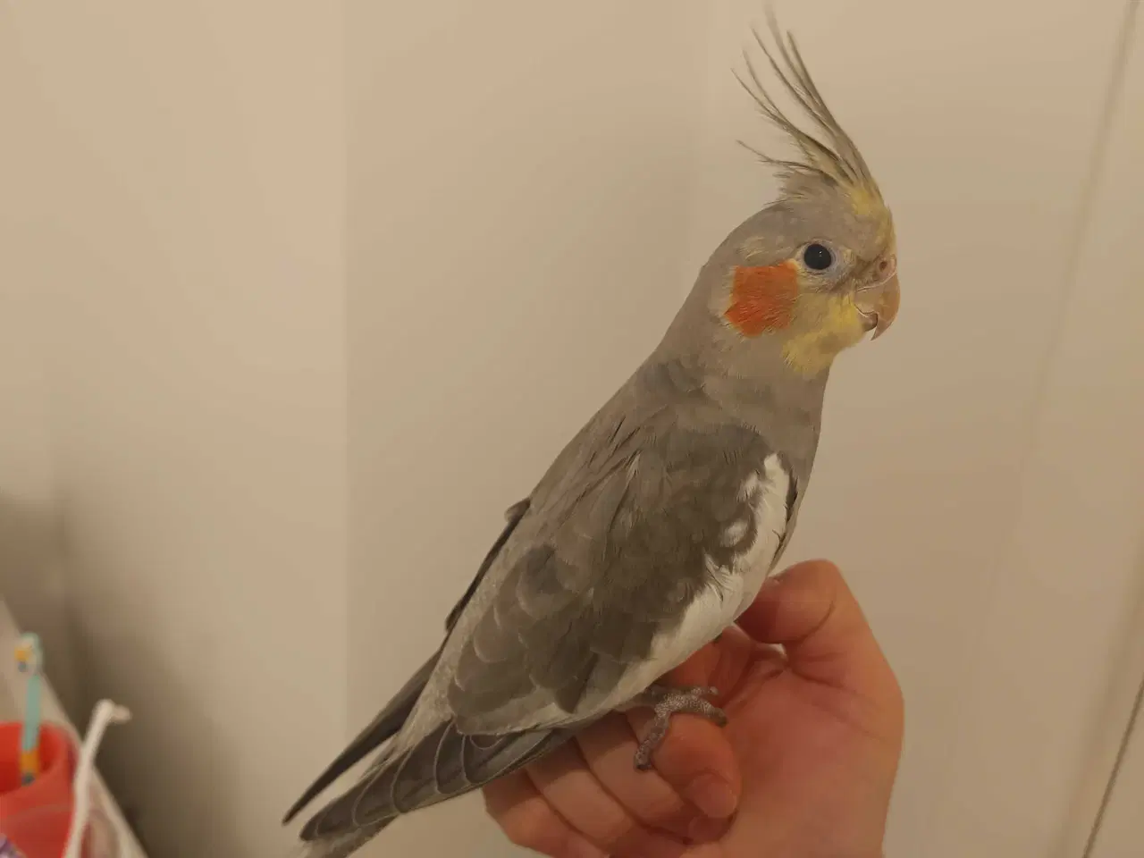 Billede 2 - Nymfeparakit o år