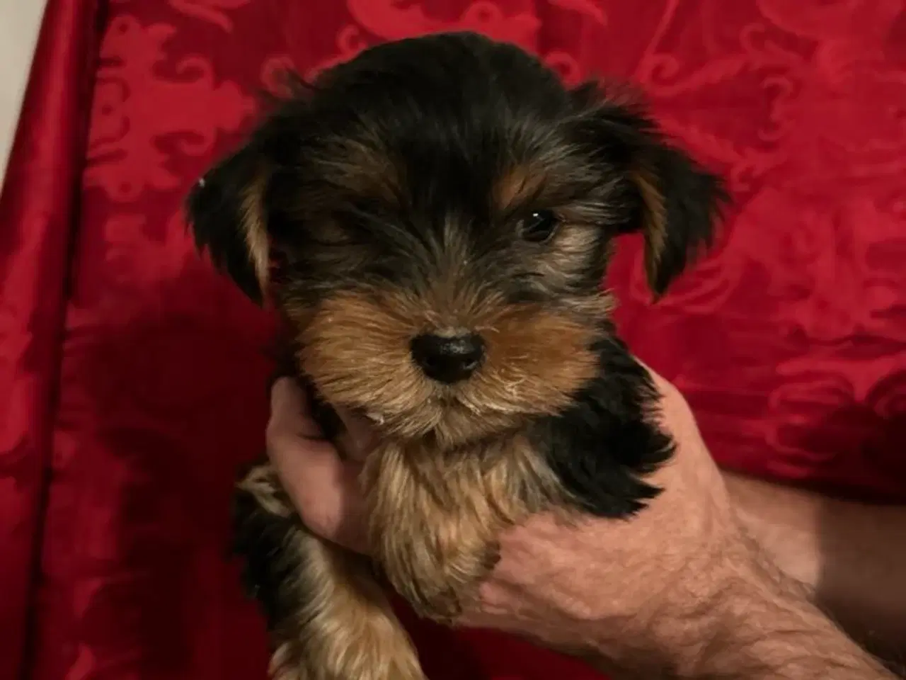 Billede 2 - Yorkshire terrier 