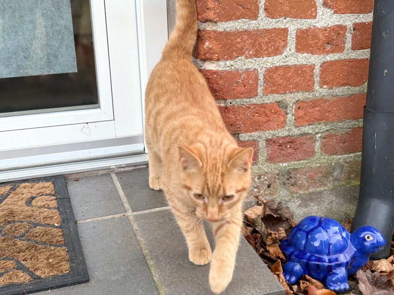 Billede 3 - Smuk orange hankilling🧡