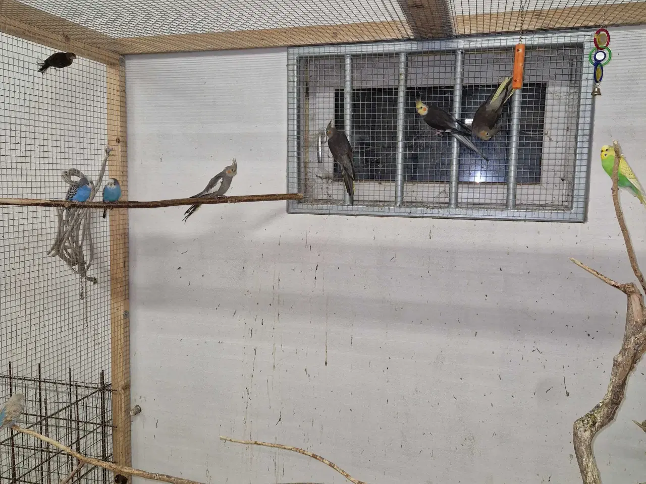 Billede 2 - Nymfe parakitter, undulater, dværgpapegøjer