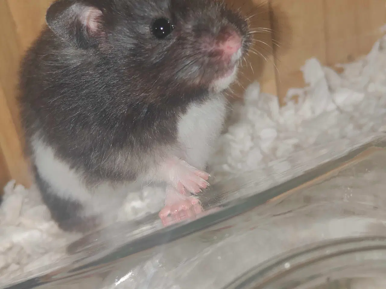 Billede 3 - Guldhamster pige 