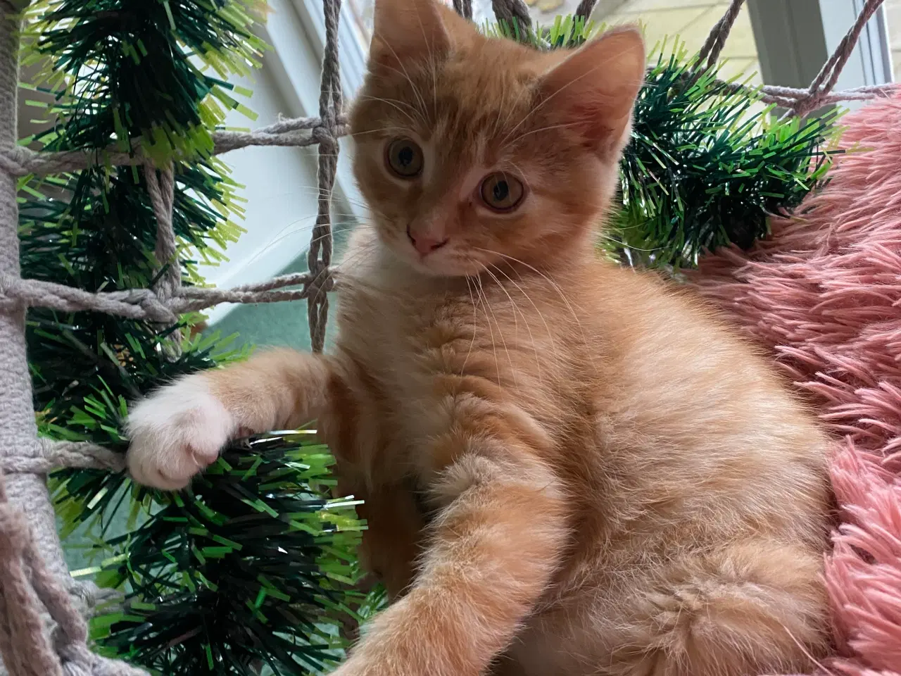 Billede 3 - Killinger 