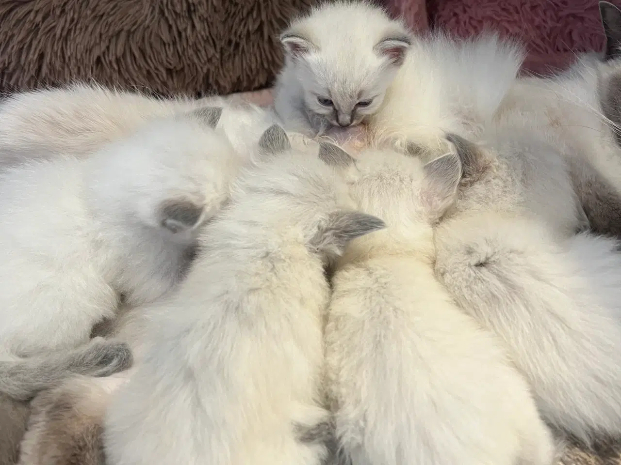 Billede 6 - Bedårende ragdolls killinger 