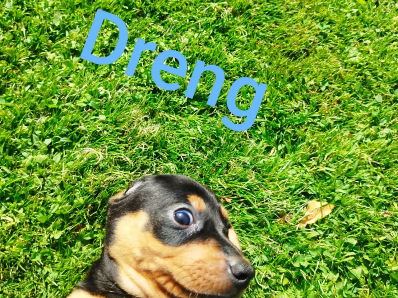 Billede 4 - Gravhunde hvalpe flotte farver