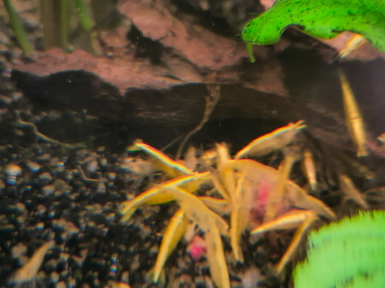 Billede 1 - Neocaridina yellow rejer