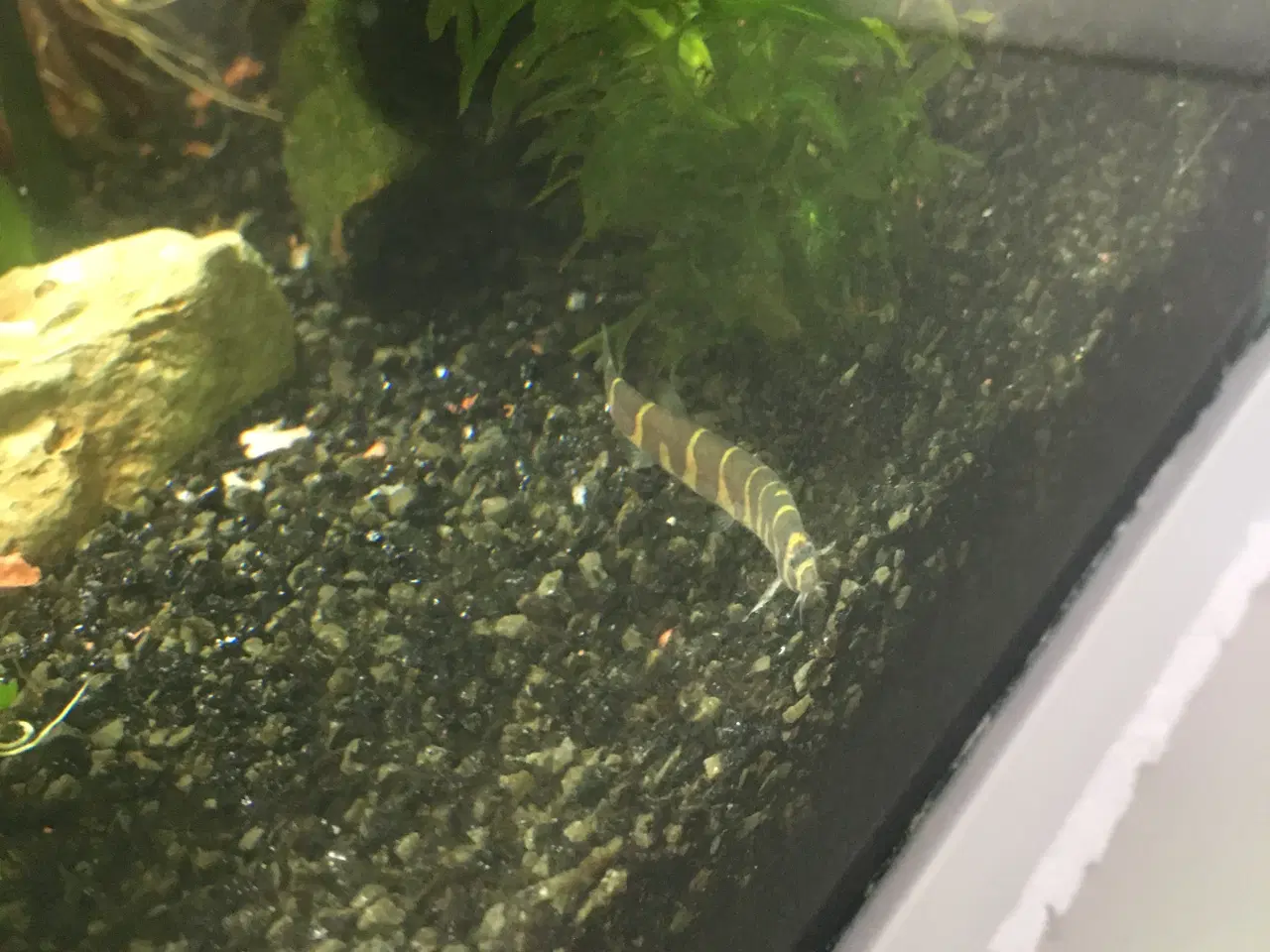 Billede 3 - Fint lille akvarium 