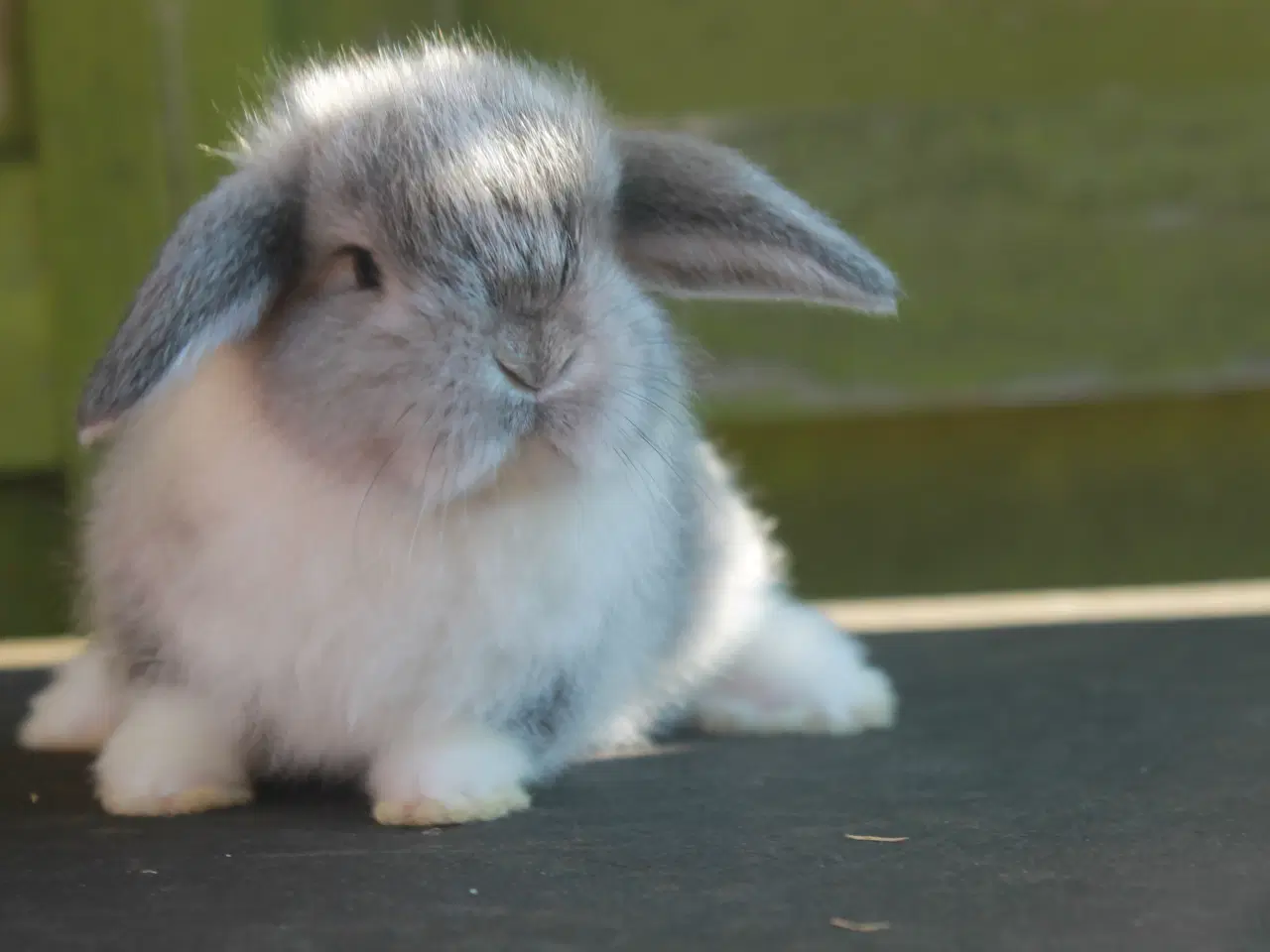 Billede 4 - Mini lop hankanin