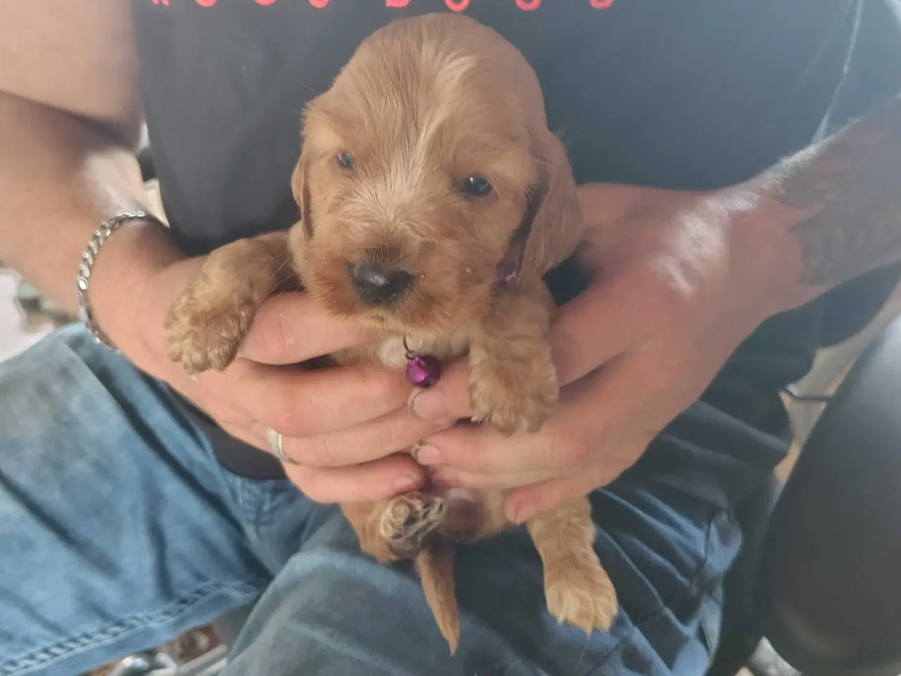 Billede 7 - Cocker Spaniel 