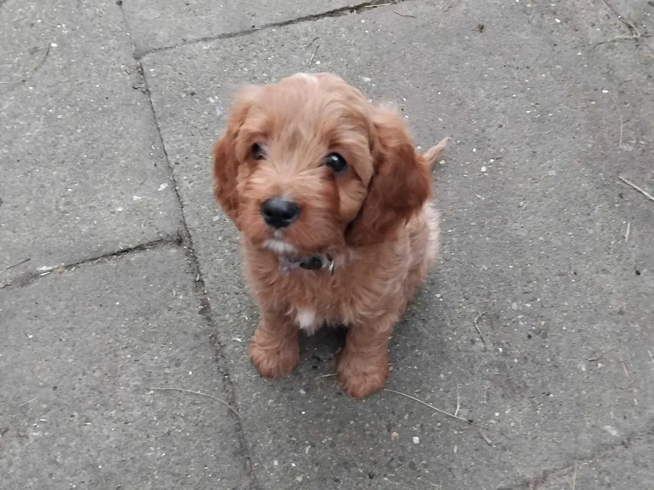 Billede 6 - Cavapoo 