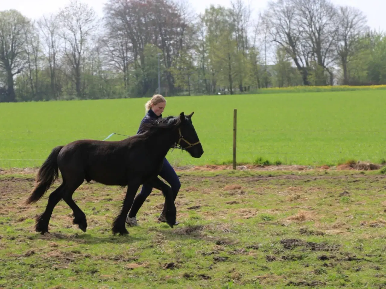 Billede 4 - 1 års fell hingst 