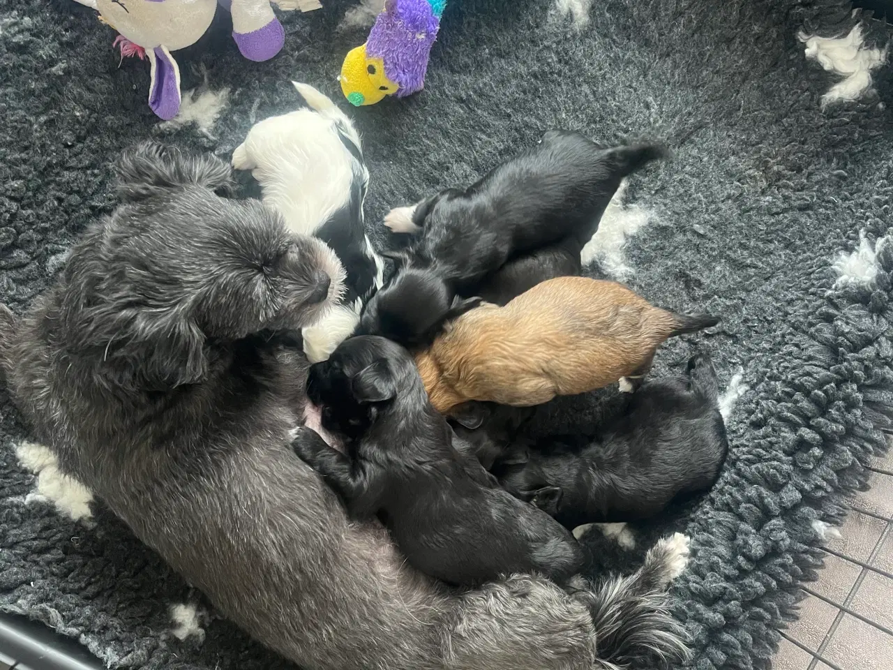 Billede 9 - Puddel malteser shitsu cotten hvalpe