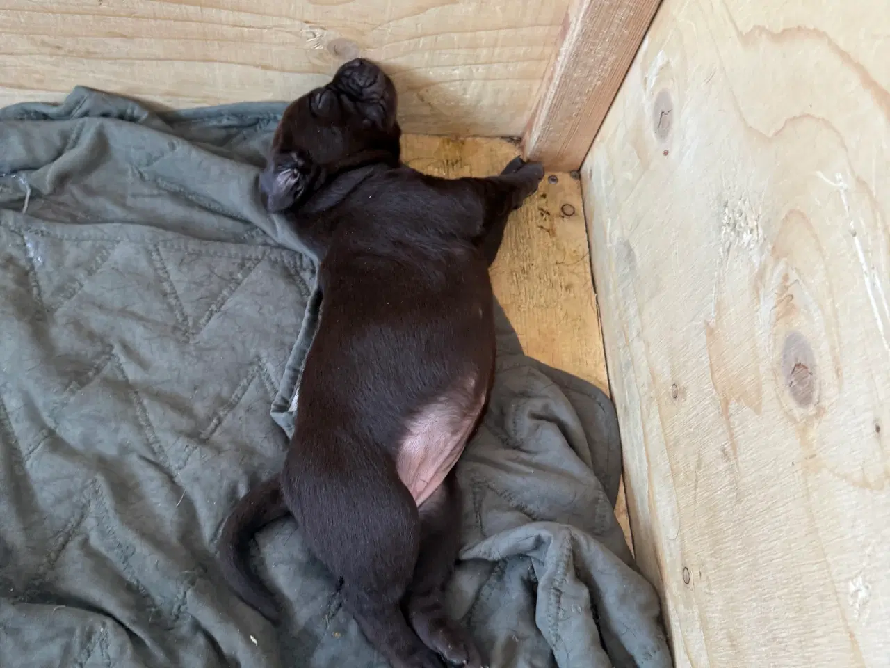 Billede 3 - Brune labrador hvalpe