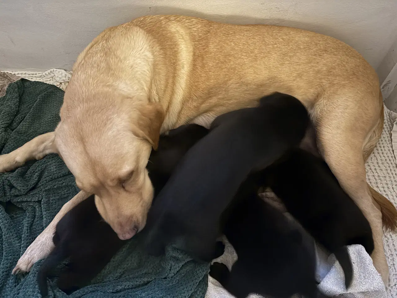 Billede 5 - Labrador hvalpe