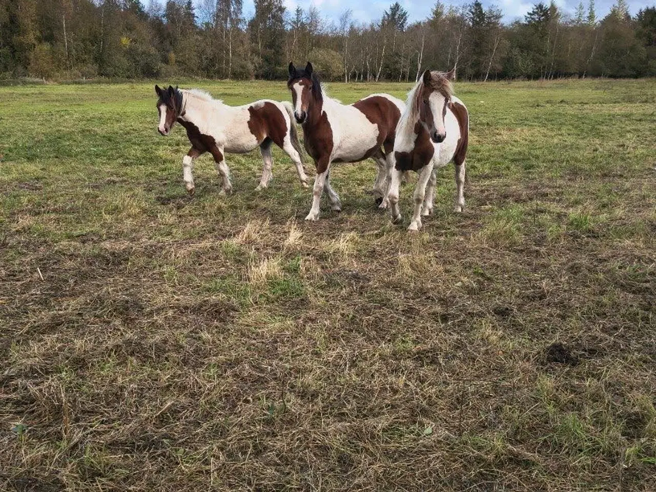 Billede 1 - 1,5 års plage af fjordhingst og tinker sælges