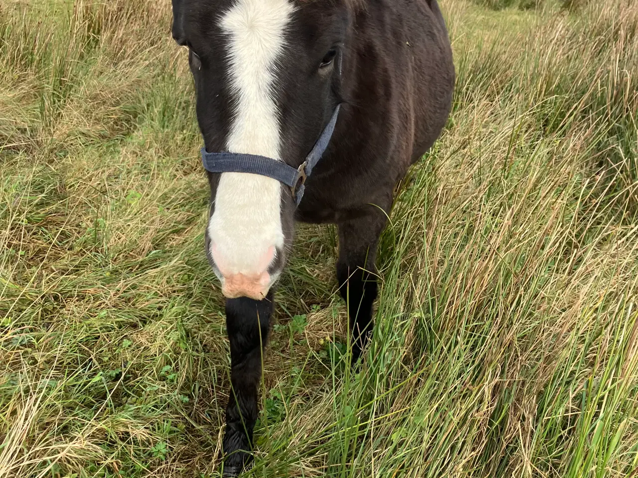 Billede 1 - Ponyhingst 1 år, 