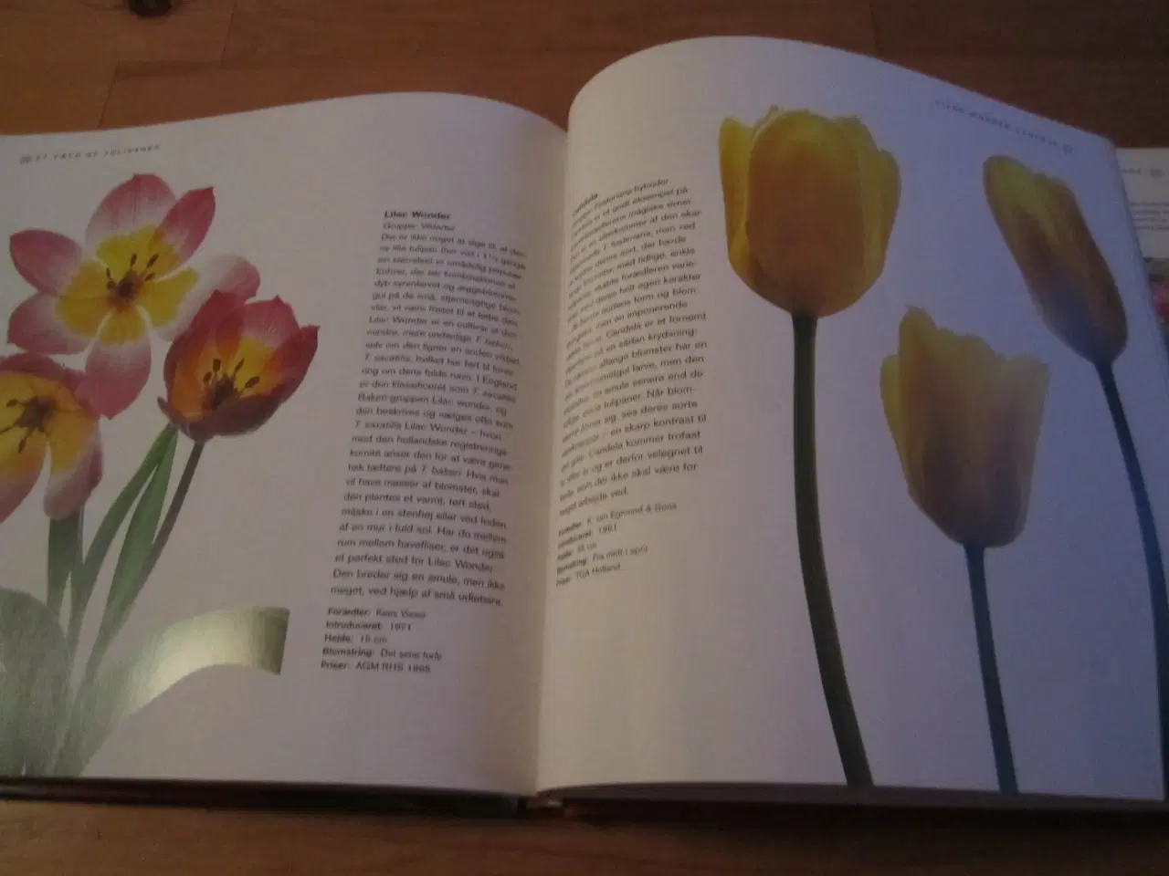 Billede 2 - Lis Dobbs. TULIPANER.