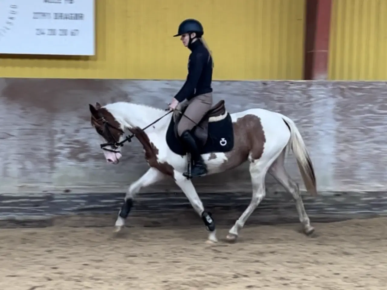 Billede 1 - Verdens sødeste 3 års Kat 1 pony