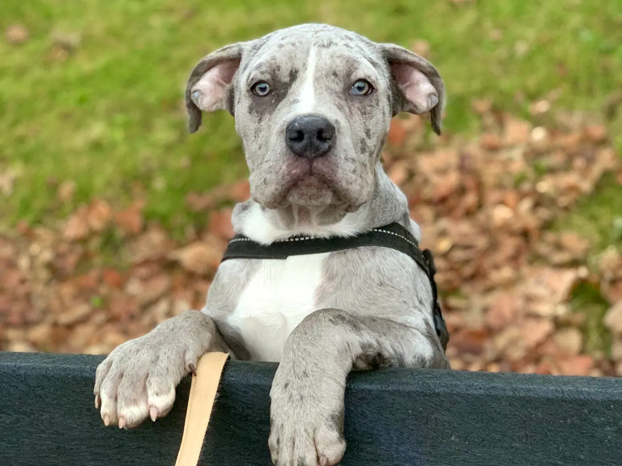 Billede 1 - American XL bully blue merle hanhvalp